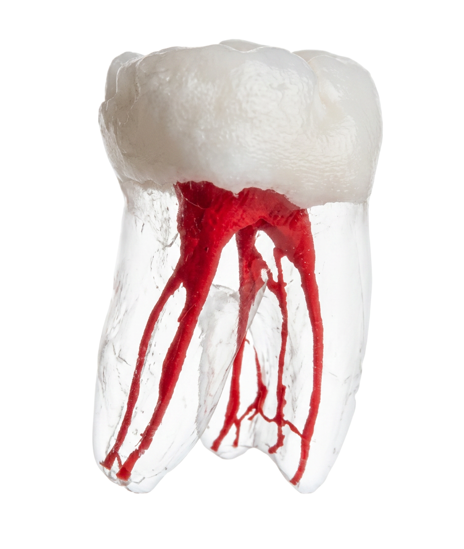 Molar · Mehrkanalig